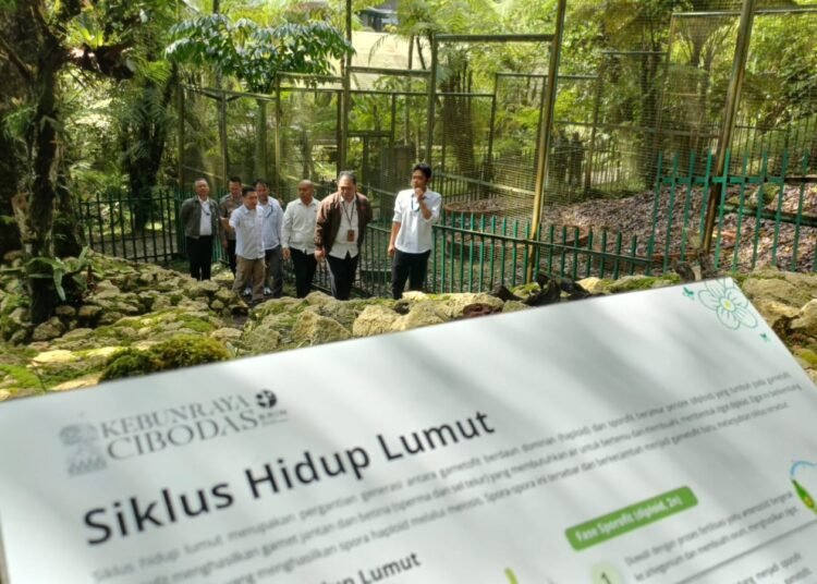 Kebun Raya Cibodas Resmikan Taman Lumut Terbesar di Indonesia di HUT ke-174