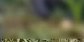 Geger, Mayat Pria Tanpa Identitas Ditemukan di Kebun Jagung Sukaraja