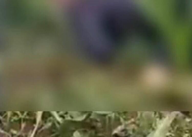 Geger, Mayat Pria Tanpa Identitas Ditemukan di Kebun Jagung Sukaraja