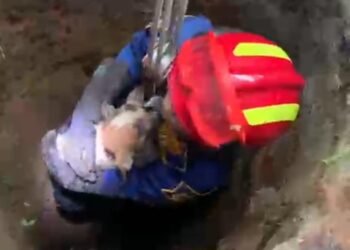 Heroik, Srikandi Damkar Evakuasi Anjing yang Tercebur di Sumur Cibinong