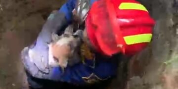 Heroik, Srikandi Damkar Evakuasi Anjing yang Tercebur di Sumur Cibinong