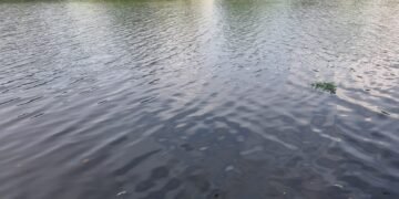 Puluhan Ikan Mati di Cibinong Situ Plaza, Diskanak Bakal Investigasi