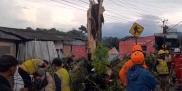 Pemotor Tewas Tertimpa Pohon Tumbang Saat Berteduh di Cugenang Cianjur