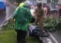 Pohon Tumbang di Jalan Tegar Beriman Timpa Pemotor hingga Tewas