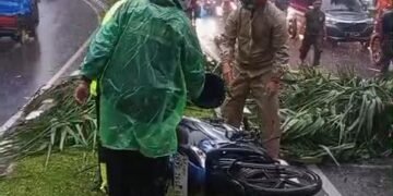 Pohon Tumbang di Jalan Tegar Beriman Timpa Pemotor hingga Tewas