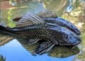 Merusak Ekosistem Perairan, Ikan Sapu-sapu di Kabupaten Bogor Mulai Dimusnahkan