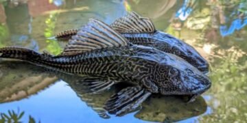 Merusak Ekosistem Perairan, Ikan Sapu-sapu di Kabupaten Bogor Mulai Dimusnahkan