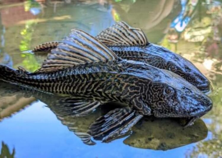 Merusak Ekosistem Perairan, Ikan Sapu-sapu di Kabupaten Bogor Mulai Dimusnahkan