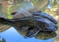 Pemkab Bogor Bakal Kerahkan Ikan Endemik untuk Basmi Sapu-Sapu