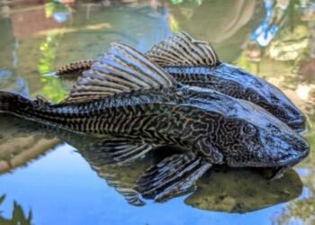 Pemkab Bogor Bakal Kerahkan Ikan Endemik untuk Basmi Sapu-Sapu