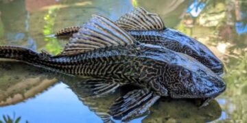 Pemkab Bogor Bakal Kerahkan Ikan Endemik untuk Basmi Sapu-Sapu