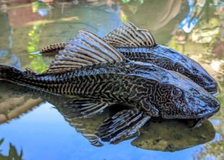 Pemkab Bogor Bakal Kerahkan Ikan Endemik untuk Basmi Sapu-Sapu