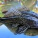 Pemkab Bogor Bakal Kerahkan Ikan Endemik untuk Basmi Sapu-Sapu
