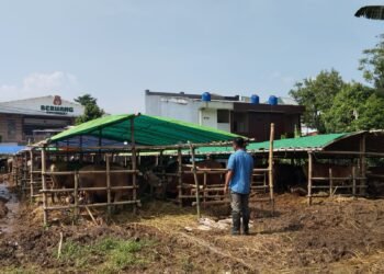 Antisipasi PMK, Pemkab Bogor Perketat Aturan Masuk Hewan Kurban Jelang Idul Adha 