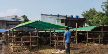 Antisipasi PMK, Pemkab Bogor Perketat Aturan Masuk Hewan Kurban Jelang Idul Adha 