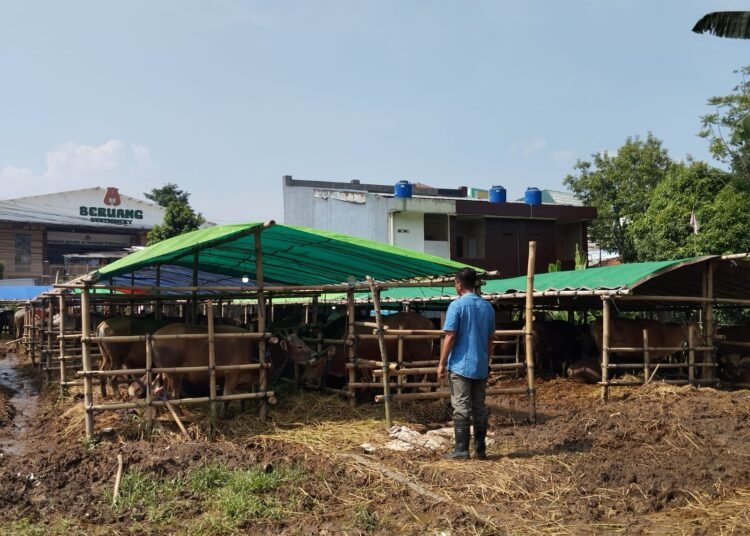 Antisipasi PMK, Pemkab Bogor Perketat Aturan Masuk Hewan Kurban Jelang Idul Adha 