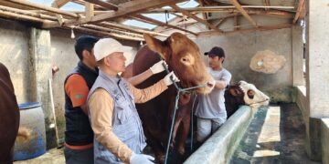Sapi Limosin 1,17 Ton Pilihan Presiden Prabowo untuk Warga Kota Sukabumi