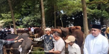 Diterima Bupati, Presiden Prabowo Bagikan 108 Hewan Kurban di Kabupaten Bogor 