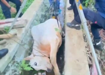 Sapi Kurban di Babakan Madang Ngamuk hingga Masuk ke Selokan