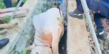 Sapi Kurban di Babakan Madang Ngamuk hingga Masuk ke Selokan