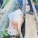 Sapi Kurban di Babakan Madang Ngamuk hingga Masuk ke Selokan
