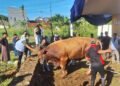 Perdana, Masjid Nurul Wathon Sembelih Kurban Sapi 1,2 Ton Sumbangan dari Negara