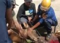 Tali Lepas Saat Hendak Dipotong, Sapi di Cibinong Ngamuk hingga Buat Warga Ketakutan