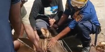 Tali Lepas Saat Hendak Dipotong, Sapi di Cibinong Ngamuk hingga Buat Warga Ketakutan