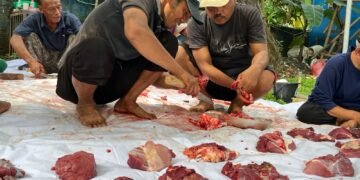 PWI Kota Bogor Perdana Sembelih Satu Ekor Sapi, Kang JM: Iduladha jadi Simbol Kolaborasi