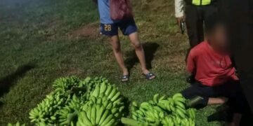 Terciduk Curi 5 Tandan Pisang, Pria di Cileungsi Diamankan Warga