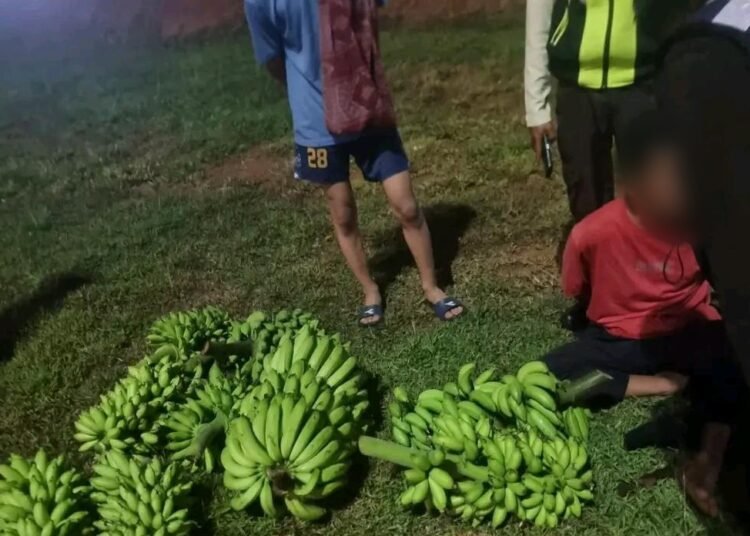 Terciduk Curi 5 Tandan Pisang, Pria di Cileungsi Diamankan Warga