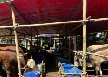 Bursa Hewan Qurban di Kota Bogor Akan Jadi Model Penjualan Terpusat