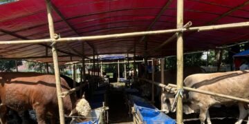 Bursa Hewan Qurban di Kota Bogor Akan Jadi Model Penjualan Terpusat