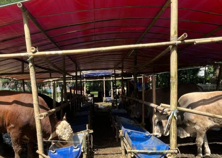 Bursa Hewan Qurban di Kota Bogor Akan Jadi Model Penjualan Terpusat