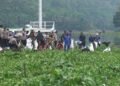 Polres Cianjur, Pemkab dan Pandawara Group Bersihkan Waduk Jangari dari Sampah dan Eceng Gondok