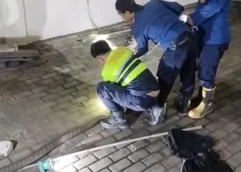 Masuk ke Dalam Garasi, King Kobra 4 Meter Bikin Warga Parungpanjang Khawatir