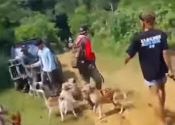 Bocah di Jasinga Tewas Diserang Anjing, Delapan Saksi Diperiksa 