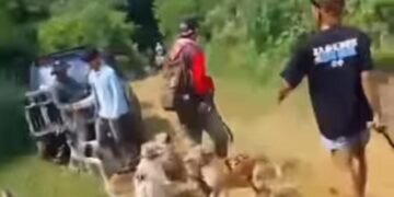 Bocah di Jasinga Tewas Diserang Anjing, Delapan Saksi Diperiksa 