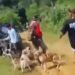 Bocah di Jasinga Tewas Diserang Anjing, Delapan Saksi Diperiksa 