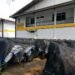 Pentolan BGN Jadi Tersangka Korupsi, Ribuan Motor MBG Terbengkalai di Sentul