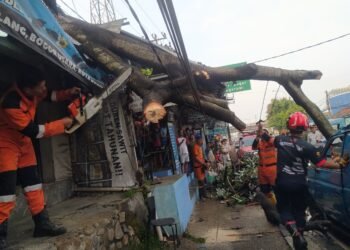 BPBD Evakuasi Pohon Tumbang yang Timpa Kios dan Angkot di Kedunghalang