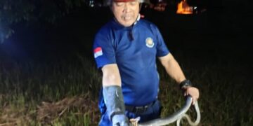 Bikin Resah Warga Gunungputri, Kobra Hitam Sepanjang 2 Meter Dievakuasi
