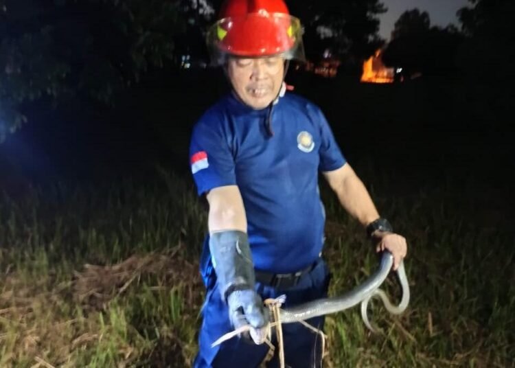 Bikin Resah Warga Gunungputri, Kobra Hitam Sepanjang 2 Meter Dievakuasi 