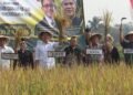 Di Tengah Kemarau, Panen Padi Organik di Cianjur Justru Lampaui Target, Hasil Capai 8 Ton