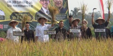 Di Tengah Kemarau, Panen Padi Organik di Cianjur Justru Lampaui Target, Hasil Capai 8 Ton