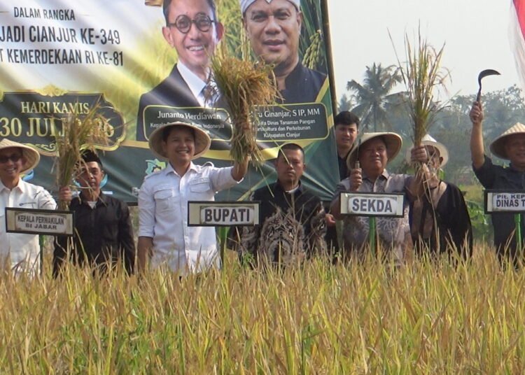 Di Tengah Kemarau, Panen Padi Organik di Cianjur Justru Lampaui Target, Hasil Capai 8 Ton