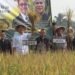 Di Tengah Kemarau, Panen Padi Organik di Cianjur Justru Lampaui Target, Hasil Capai 8 Ton