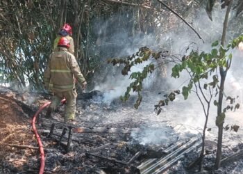 Pembakaran Sampah Sebabkan Lahan Rumpun Bambu di Cibinong Terbakar