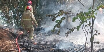 Pembakaran Sampah Sebabkan Lahan Rumpun Bambu di Cibinong Terbakar
