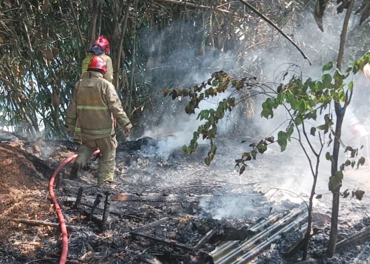 Pembakaran Sampah Sebabkan Lahan Rumpun Bambu di Cibinong Terbakar
